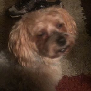 Meet your Posher, Debra